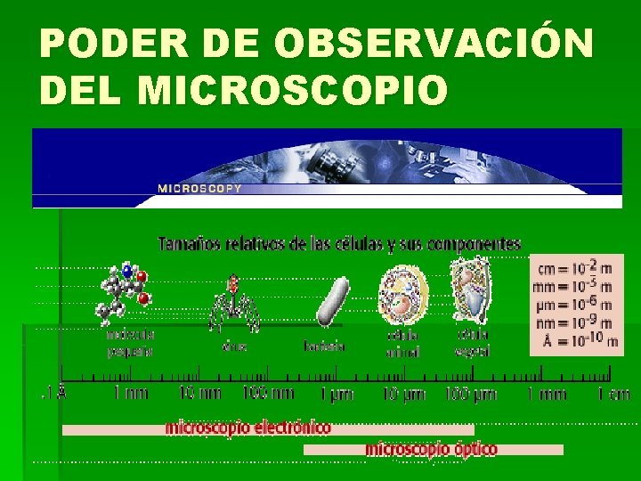 PODER DE OBSERVACIÓN DEL MICROSCOPIO PODER DE OBSERVACIÓN DEL MICROSCOPIO