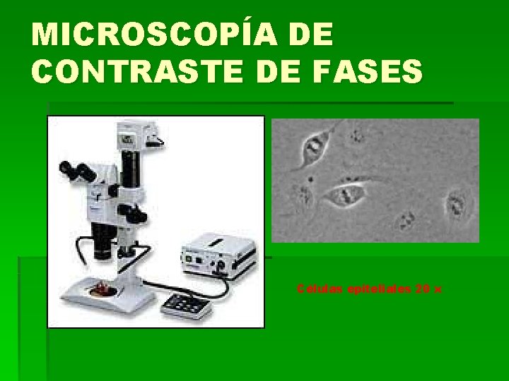 MICROSCOPÍA DE CONTRASTE DE FASES Células epiteliales 20 x MICROSCOPÍA DE CONTRASTE DE FASES Células epiteliales 20 x