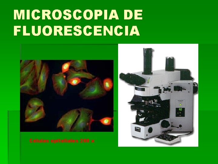 MICROSCOPIA DE FLUORESCENCIA Células epiteliales 200 x MICROSCOPIA DE FLUORESCENCIA Células epiteliales 200 x