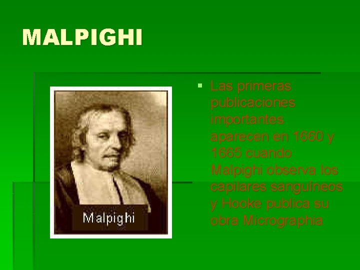 MALPIGHI § Las primeras publicaciones importantes aparecen en 1660 y 1665 cuando Malpighi observa MALPIGHI § Las primeras publicaciones importantes aparecen en 1660 y 1665 cuando Malpighi observa