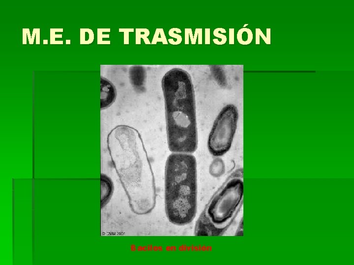 M. E. DE TRASMISIÓN Bacilos en división M. E. DE TRASMISIÓN Bacilos en división