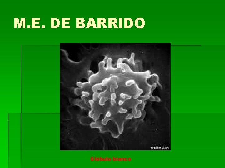 M. E. DE BARRIDO Glóbulo blanco M. E. DE BARRIDO Glóbulo blanco