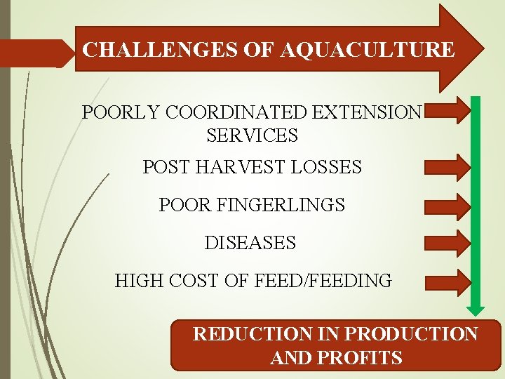 CHALLENGES OF AQUACULTURE POORLY COORDINATED EXTENSION SERVICES POST HARVEST LOSSES POOR FINGERLINGS DISEASES HIGH