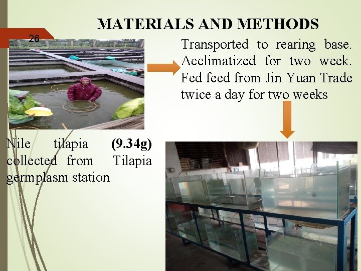 MATERIALS AND METHODS 26 Transported to rearing base. Acclimatized for two week. Fed feed