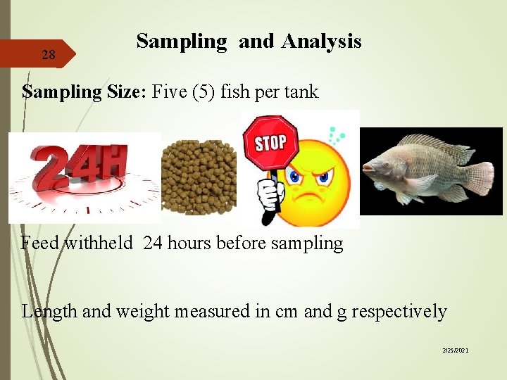28 Sampling and Analysis Sampling Size: Five (5) fish per tank Feed withheld 24