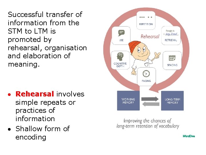 Successful transfer of information from the STM to LTM is promoted by rehearsal, organisation