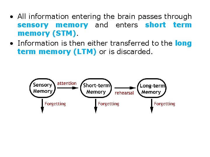  • All information entering the brain passes through sensory memory and enters short