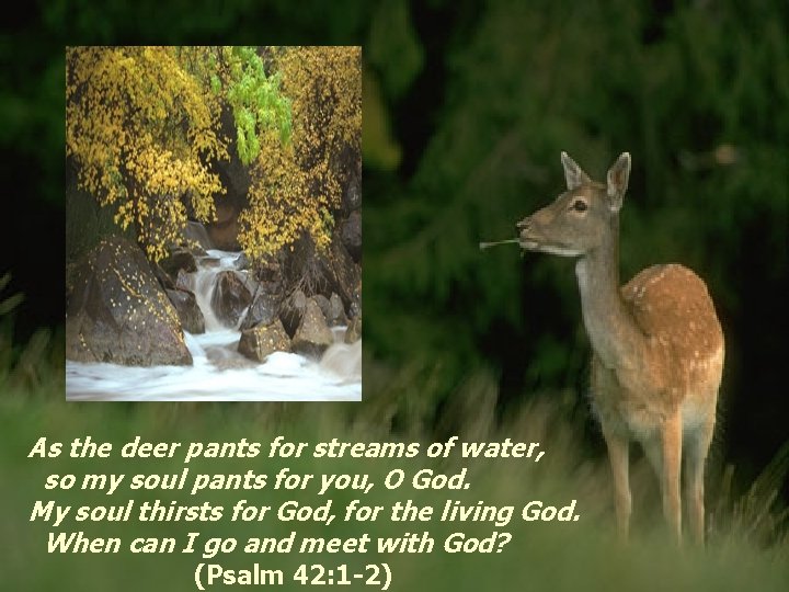 As the deer pants for streams of water, so my soul pants for you,