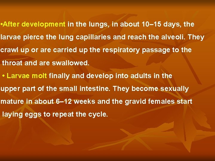  • After development in the lungs, in about 10– 15 days, the larvae