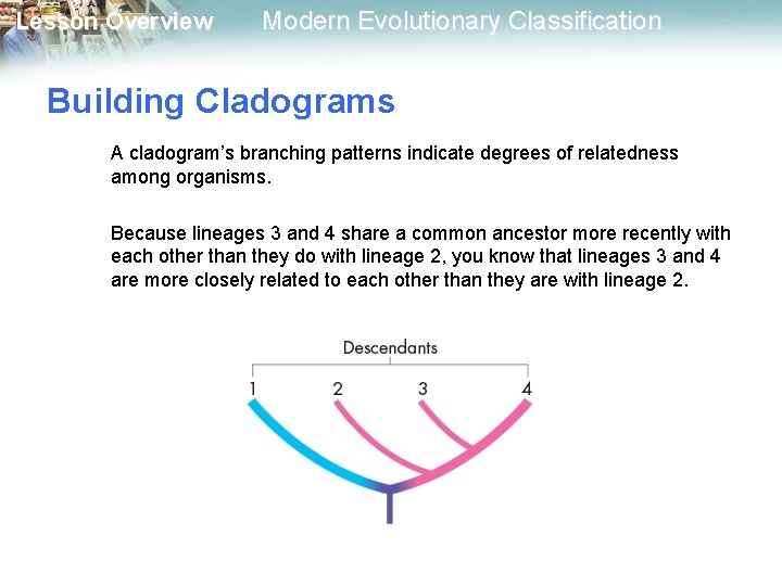 Lesson Overview Modern Evolutionary Classification Building Cladograms A cladogram’s branching patterns indicate degrees of Lesson Overview Modern Evolutionary Classification Building Cladograms A cladogram’s branching patterns indicate degrees of