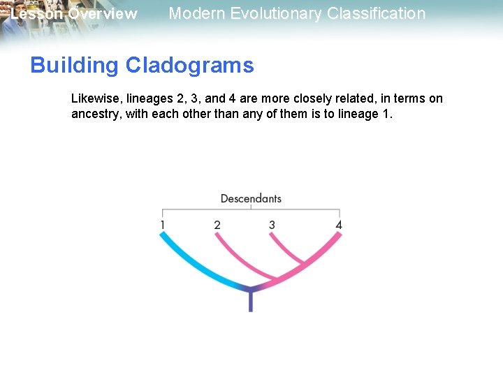 Lesson Overview Modern Evolutionary Classification Building Cladograms Likewise, lineages 2, 3, and 4 are Lesson Overview Modern Evolutionary Classification Building Cladograms Likewise, lineages 2, 3, and 4 are