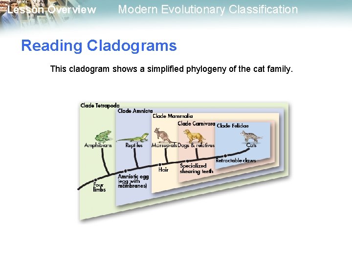 Lesson Overview Modern Evolutionary Classification Reading Cladograms This cladogram shows a simplified phylogeny of Lesson Overview Modern Evolutionary Classification Reading Cladograms This cladogram shows a simplified phylogeny of
