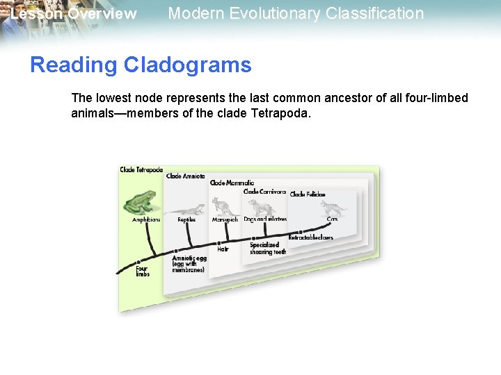 Lesson Overview Modern Evolutionary Classification Reading Cladograms The lowest node represents the last common Lesson Overview Modern Evolutionary Classification Reading Cladograms The lowest node represents the last common