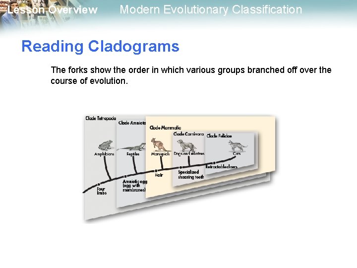 Lesson Overview Modern Evolutionary Classification Reading Cladograms The forks show the order in which Lesson Overview Modern Evolutionary Classification Reading Cladograms The forks show the order in which