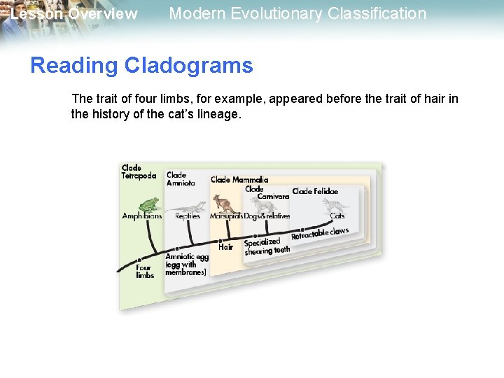Lesson Overview Modern Evolutionary Classification Reading Cladograms The trait of four limbs, for example, Lesson Overview Modern Evolutionary Classification Reading Cladograms The trait of four limbs, for example,