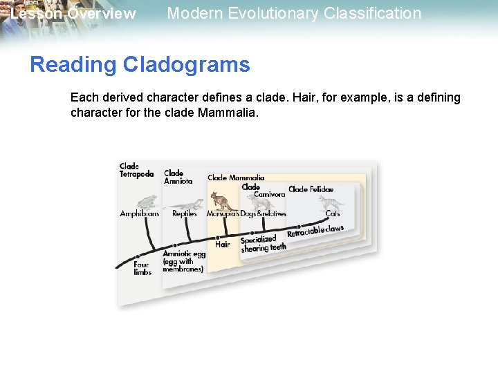 Lesson Overview Modern Evolutionary Classification Reading Cladograms Each derived character defines a clade. Hair, Lesson Overview Modern Evolutionary Classification Reading Cladograms Each derived character defines a clade. Hair,