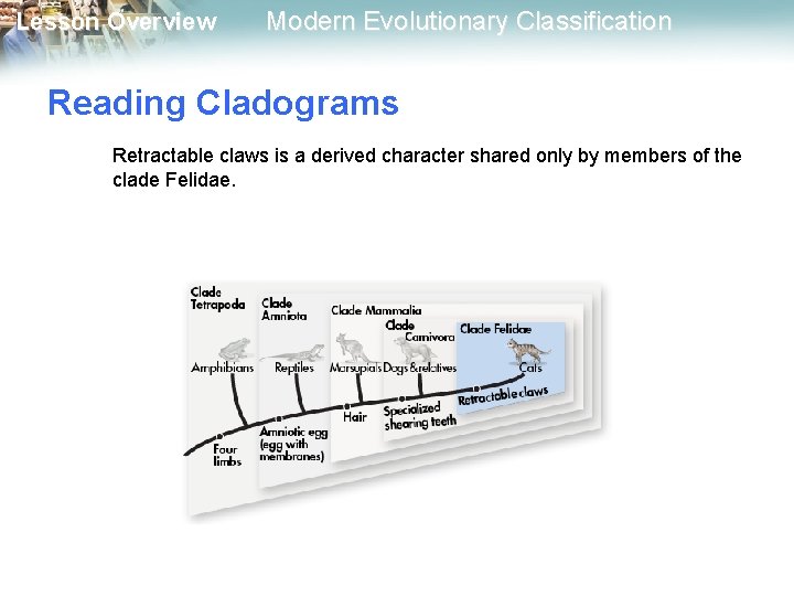 Lesson Overview Modern Evolutionary Classification Reading Cladograms Retractable claws is a derived character shared Lesson Overview Modern Evolutionary Classification Reading Cladograms Retractable claws is a derived character shared