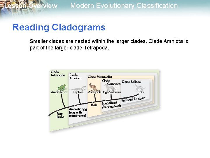 Lesson Overview Modern Evolutionary Classification Reading Cladograms Smaller clades are nested within the larger Lesson Overview Modern Evolutionary Classification Reading Cladograms Smaller clades are nested within the larger