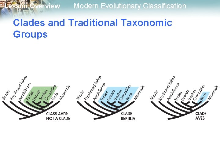 Lesson Overview Modern Evolutionary Classification Clades and Traditional Taxonomic Groups Lesson Overview Modern Evolutionary Classification Clades and Traditional Taxonomic Groups