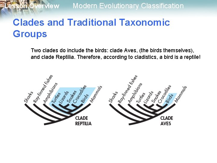 Lesson Overview Modern Evolutionary Classification Clades and Traditional Taxonomic Groups Two clades do include Lesson Overview Modern Evolutionary Classification Clades and Traditional Taxonomic Groups Two clades do include
