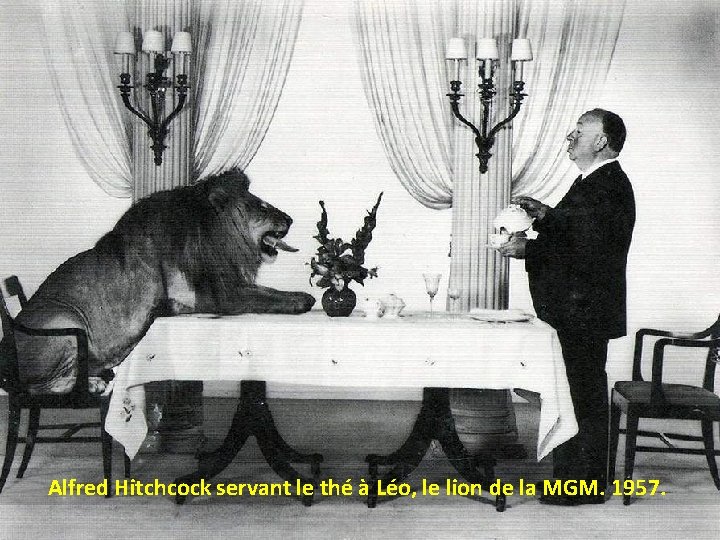 Alfred Hitchcock servant le thé à Léo, le lion de la MGM. 1957. 