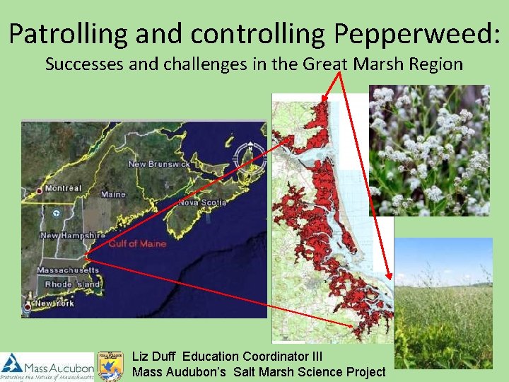 Patrolling and controlling Pepperweed: Successes and challenges in the Great Marsh Region Liz Duff