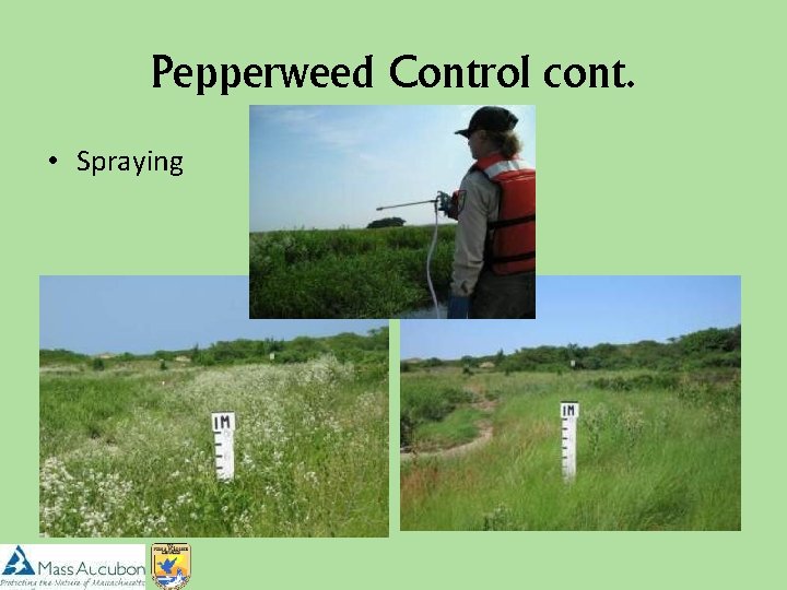 Pepperweed Control cont. • Spraying 