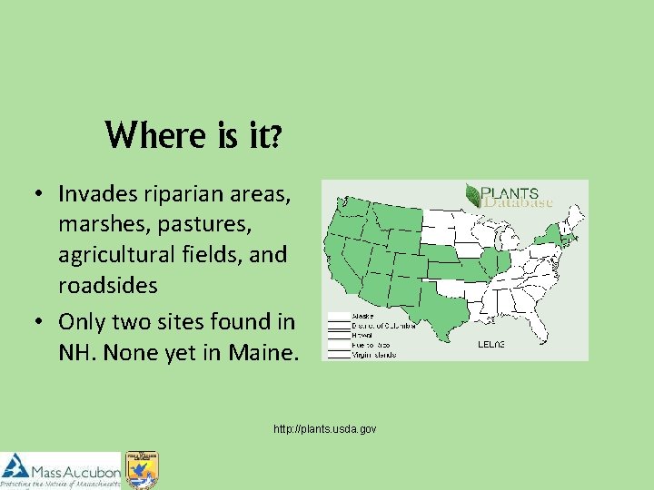 Where is it? • Invades riparian areas, marshes, pastures, agricultural fields, and roadsides •