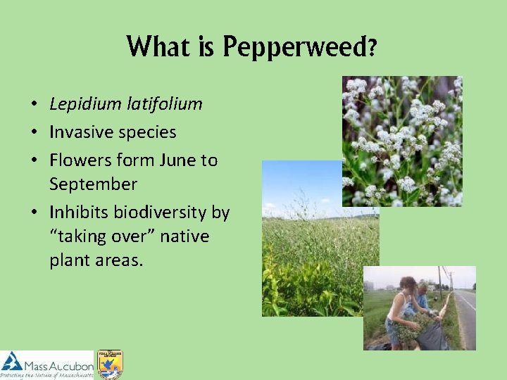 What is Pepperweed? • Lepidium latifolium • Invasive species • Flowers form June to