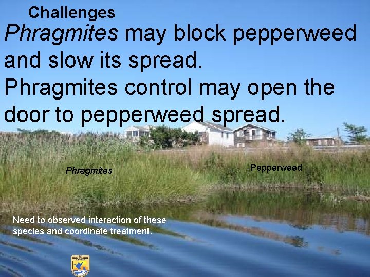 Challenges Phragmites may block pepperweed and slow its spread. Phragmites control may open the