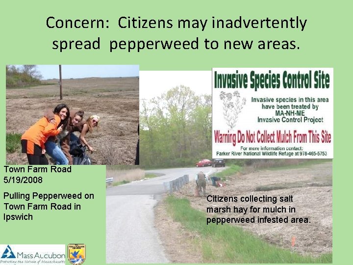 Concern: Citizens may inadvertently spread pepperweed to new areas. Town Farm Road 5/19/2008 Pulling