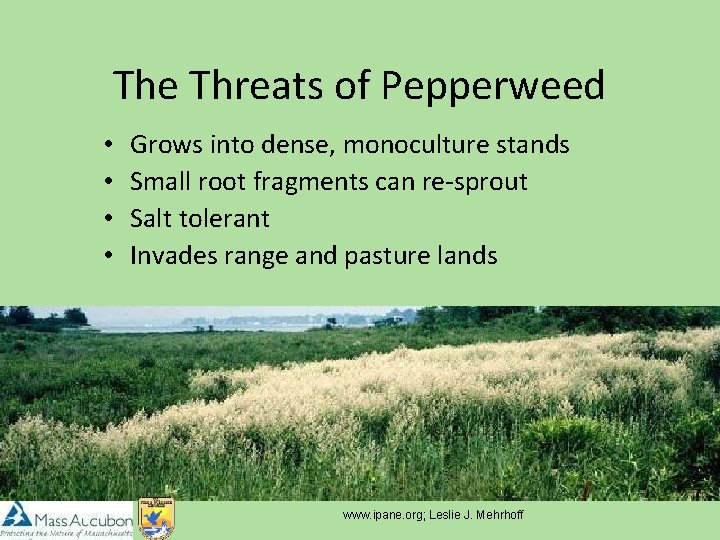 The Threats of Pepperweed • • Grows into dense, monoculture stands Small root fragments