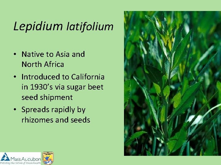 Lepidium latifolium • Native to Asia and North Africa • Introduced to California in