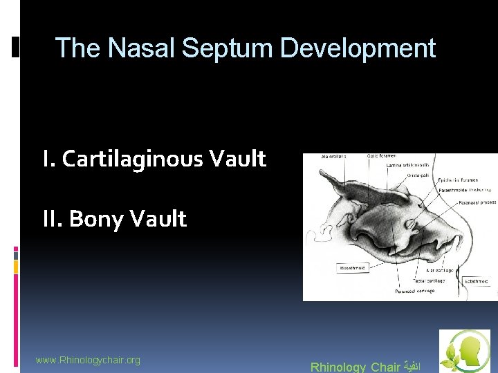 The Nasal Septum Development I. Cartilaginous Vault II. Bony Vault www. Rhinologychair. org Rhinology