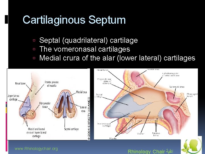 Cartilaginous Septum Septal (quadrilateral) cartilage The vomeronasal cartilages Medial crura of the alar (lower
