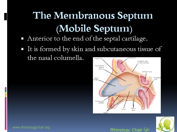 The Membranous Septum (Mobile Septum) Anterior to the end of the septal cartilage. It