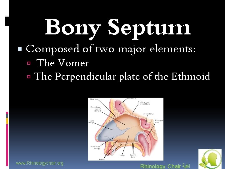 Bony Septum Composed of two major elements: The Vomer The Perpendicular plate of the