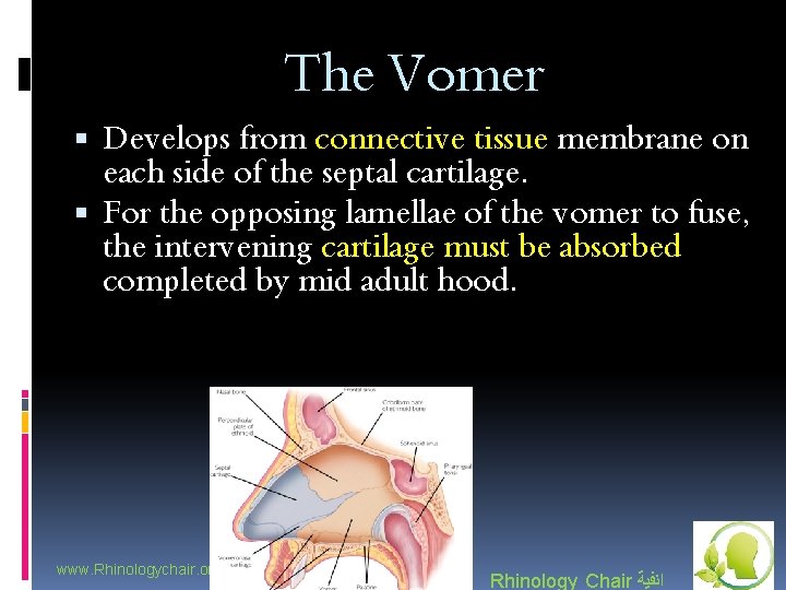 The Vomer Develops from connective tissue membrane on each side of the septal cartilage.