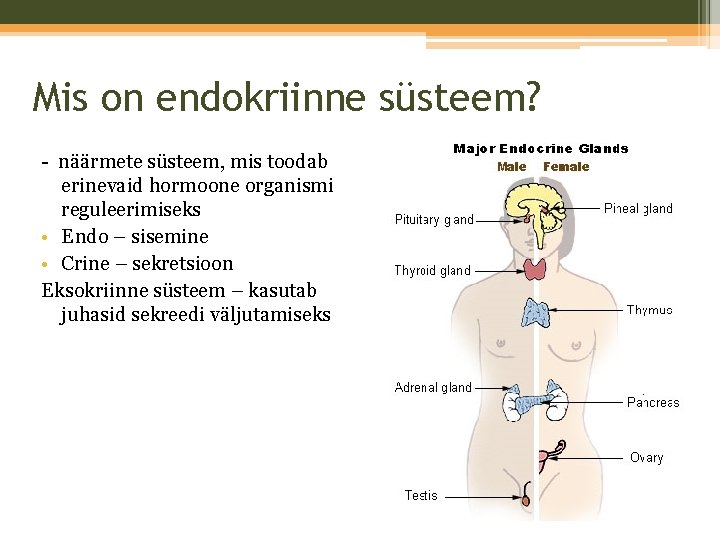 Mis on endokriinne süsteem? - näärmete süsteem, mis toodab erinevaid hormoone organismi reguleerimiseks •