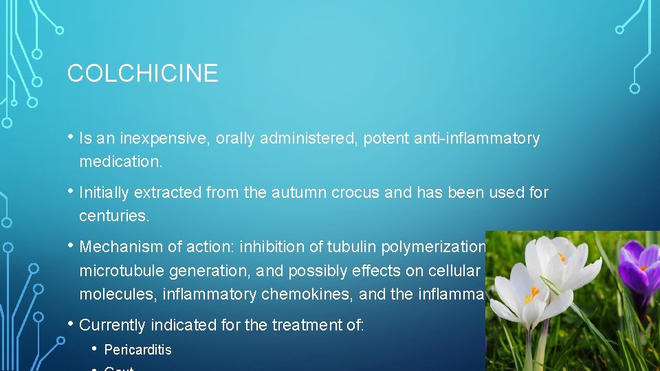 COLCHICINE • Is an inexpensive, orally administered, potent anti-inflammatory medication. • Initially extracted from