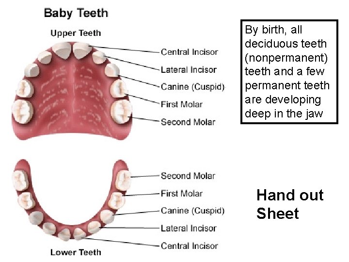 Teeth! By birth, all deciduous teeth (nonpermanent) teeth and a few permanent teeth are