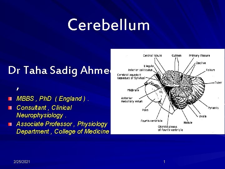 Cerebellum Dr Taha Sadig Ahmed , MBBS , Ph. D ( England ). Consultant