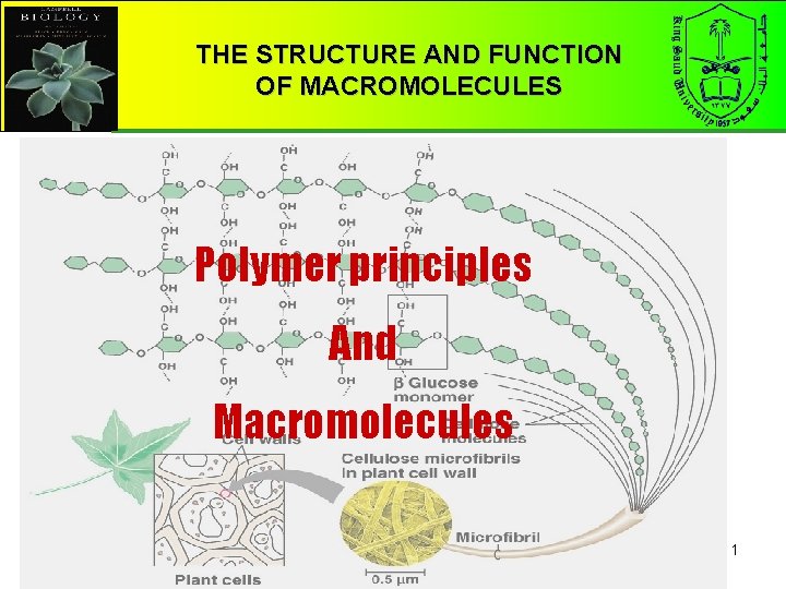 THE STRUCTURE AND FUNCTION OF MACROMOLECULES Polymer principles And Macromolecules 1 