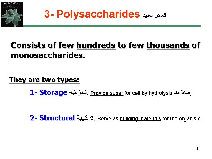 3 - Polysaccharides ﺍﻟﺴﻜﺮ ﺍﻟﻌﺪﻳﺪ Consists of few hundreds to few thousands of monosaccharides.