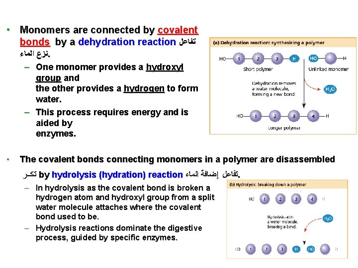  • Monomers are connected by covalent bonds by a dehydration reaction ﺗﻔﺎﻋﻞ ﻧﺰﻉ
