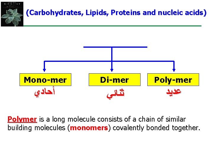 (Carbohydrates, Lipids, Proteins and nucleic acids) Mono-mer Di-mer Poly-mer ﺃﺤﺎﺩﻱ ﺛﻨﺎﺋﻲ ﻋﺪﻳﺪ Polymer is