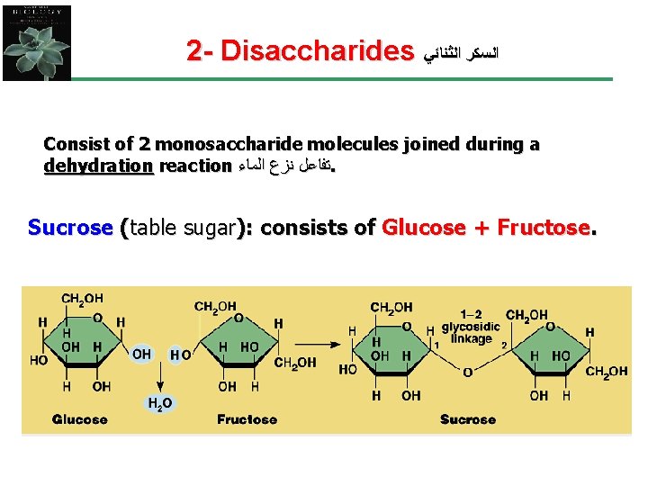2 - Disaccharides ﺍﻟﺴﻜﺮ ﺍﻟﺜﻨﺎﺋﻲ Consist of 2 monosaccharide molecules joined during a dehydration