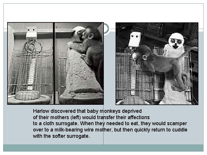 Harlow discovered that baby monkeys deprived of their mothers (left) would transfer their affections