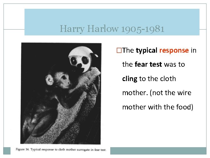Harry Harlow 1905 -1981 �The typical response in the fear test was to cling