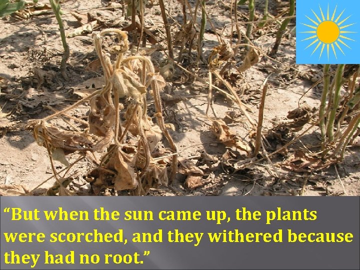 “But when the sun came up, the plants were scorched, and they withered because